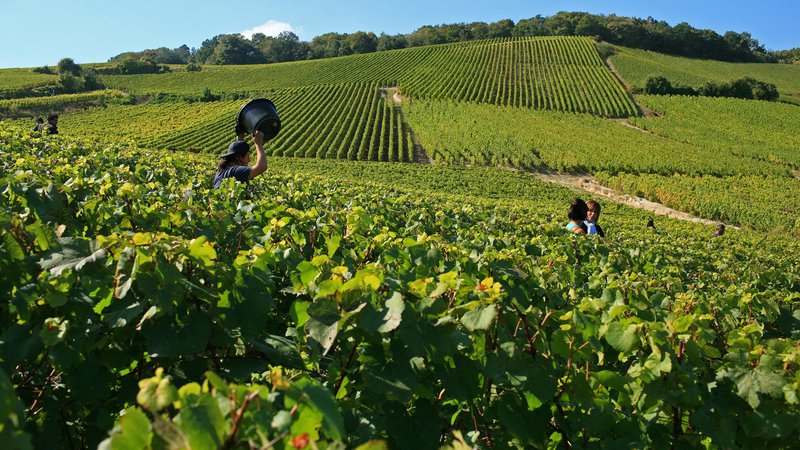 Fotografija: Višje temperature od konca osemdesetih let silijo vinogradnike v zgodnejše trganje grozdja. Foto Olivier Roux/Atout France