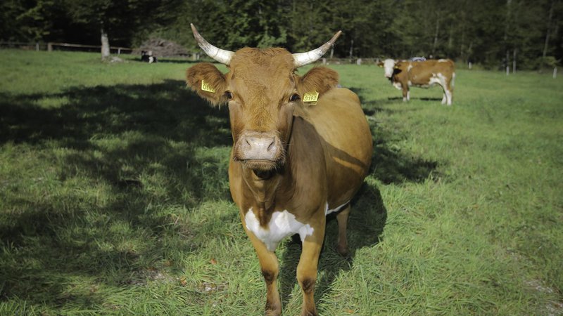 Fotografija: Razprodaji slovenske srebrnine se že krave smejijo po vseh hribih in dolinah. Foto Jože Suhadolnik/Delo