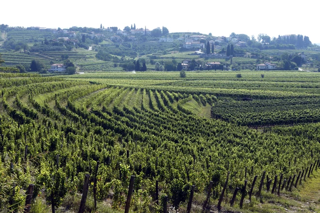 Slovensko Toskano, ki sodi med »dokaj neznane kotičke sveta«, odlikujejo »spektakularni razgledi«, pravi Geoffrey Kent iz potovalne agencije Abercrombie and Kent. Foto Aleš Černivec/Delo