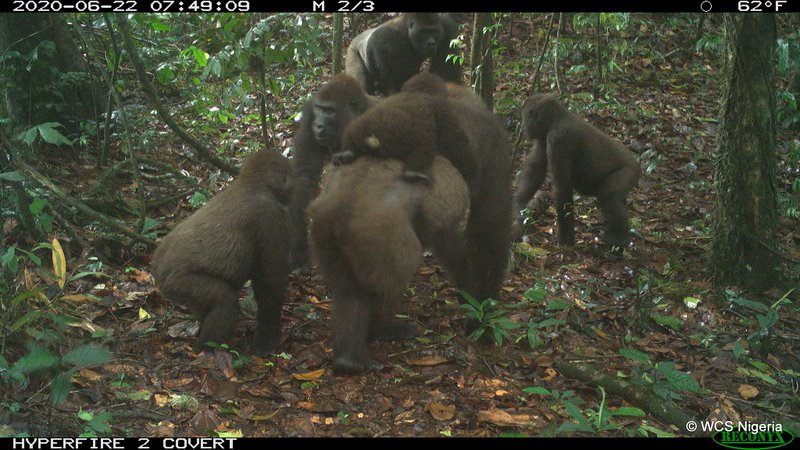 Fotografija: Fotografije so nastale junija. FOTO: Wildlife Conservation Society (WCS) Nigeria/Reuters