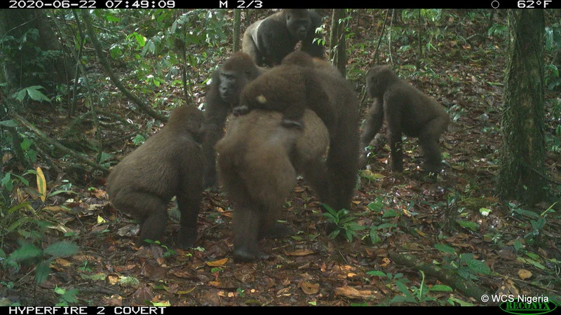 Fotografija: Fotografije so nastale junija. FOTO: Wildlife Conservation Society (WCS) Nigeria/Reuters