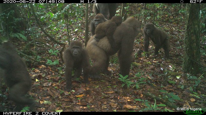 FOTO: Wildlife Conservation Society (WCS) Nigeria/Reuters