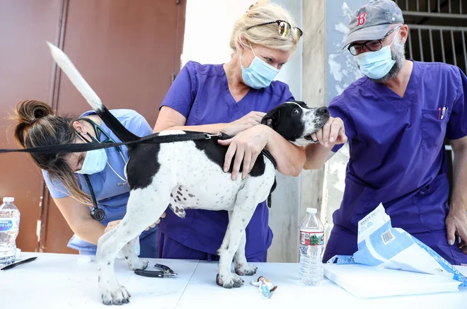 Veterinarska klinika v Los Angelesu. V Kaliforniji so potrdili že skoraj 333.000 okužb. FOTO: Mario Tama/AFP