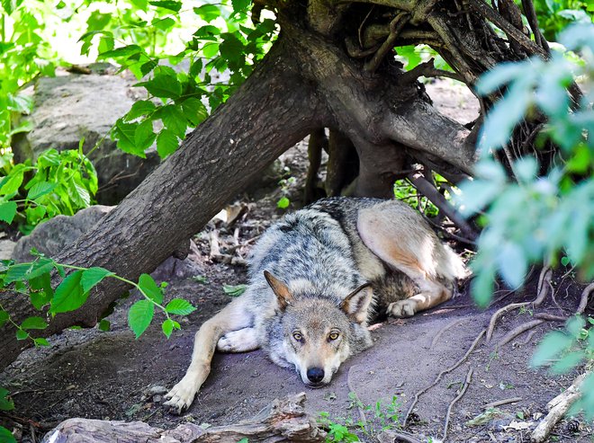 Genetsko vzorčenje in howling sta po mnenju stroke edina povsem trdna podatka o stanju populacije volka pri nas. FOTO: Reuters