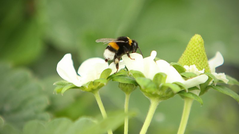 Fotografija: V dokument smernic za zaščito čebel pred pesticidi, ki ga je Efsa objavila leta 2013, so bili vključeni posebni cilji zaščite za medonosne čebele, čmrlje in čebele samotarke, vendar zaradi pritiskov agrokemične industrije ni nikoli zaživel. FOTO: Jure Eržen/Delo