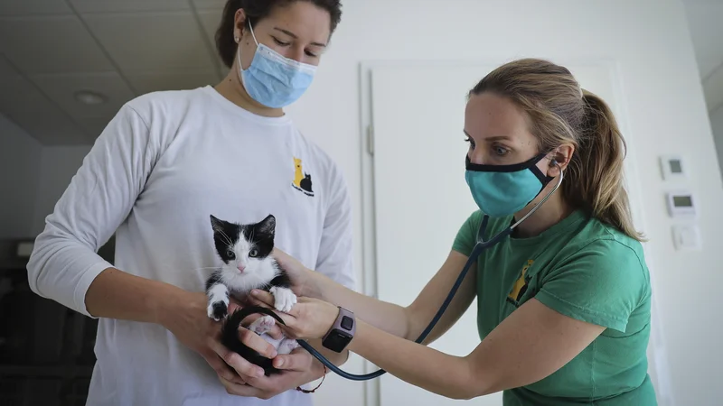 Fotografija: V zavetišču Gmajnice bodo po novem v posebnem izolatoriju lahko namestili tudi okužene zapuščene živali. Trenutno je tam pet mačk, okuženih z mačjo boleznijo. Foto Jože Suhadolnik