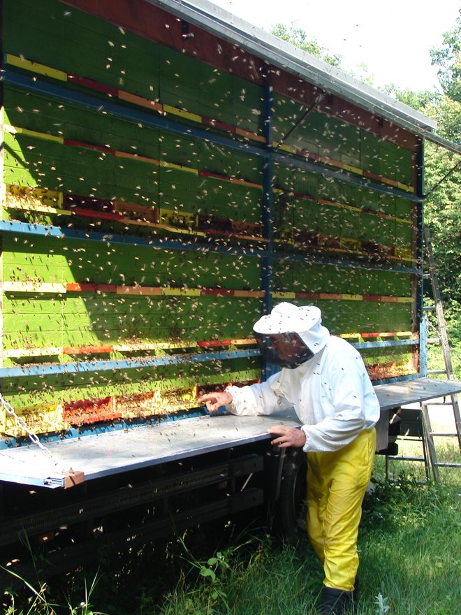S prevoznim čebelnjakom vozijo čebele na paše po Sloveniji. Foto Zala Kojek