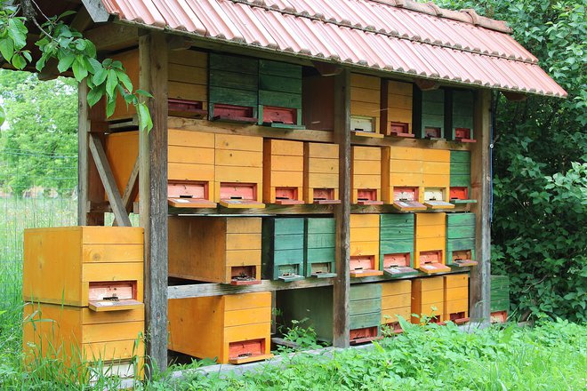 Mali panji, kjer se čebelje družine šele formirajo. Foto Simona Fajfar