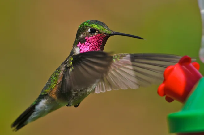FOTO: Shutterstock