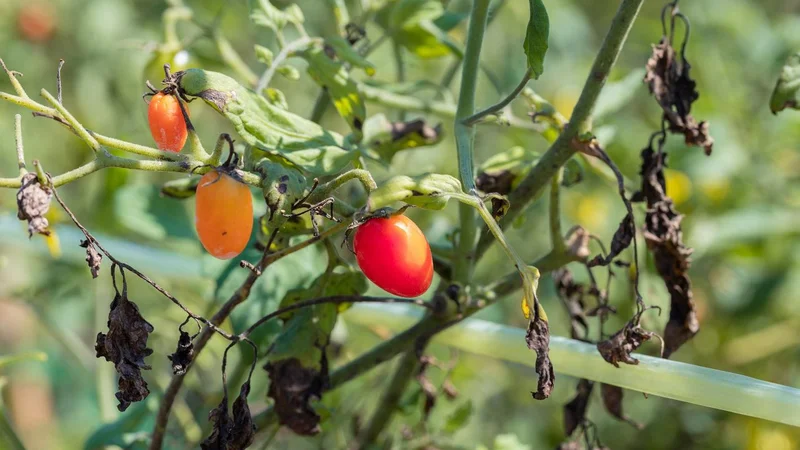 Fotografija: Paradižnik FOTO: Kittisak Chysree/shutterstock