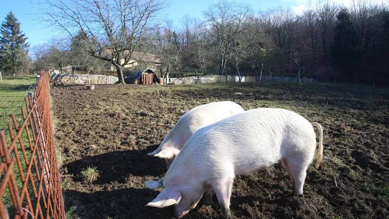 Fotografija: S spodbudami naj bi okrepili varnost preskrbe s hrano na območju države. FOTO: Tadej Regent/Delo