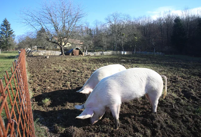 S spodbudami naj bi okrepili varnost preskrbe s hrano na območju države. FOTO: Tadej Regent/Delo