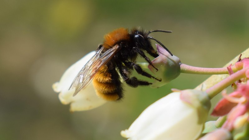 Fotografija: Med državami, ki so naklonjene znižanju standardov za zaščito čebel pred pesticidi, je tudi Slovenija, pobudnica svetovnega dne čebel. FOTO: Blaž Koderman