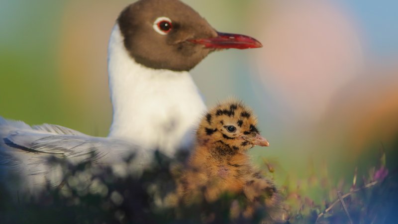 Fotografija: Kljub spomladanskemu množičnemu poginu so ornitologi na Ptujskem jezeru letos našteli rekordno število gnezdečih parov, več kot tisoč. Foto Jure Novak
