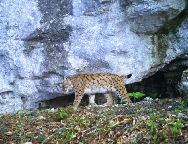 Teja je mlajša odrasla risinja. FOTO: Fotopast, Life Lynx