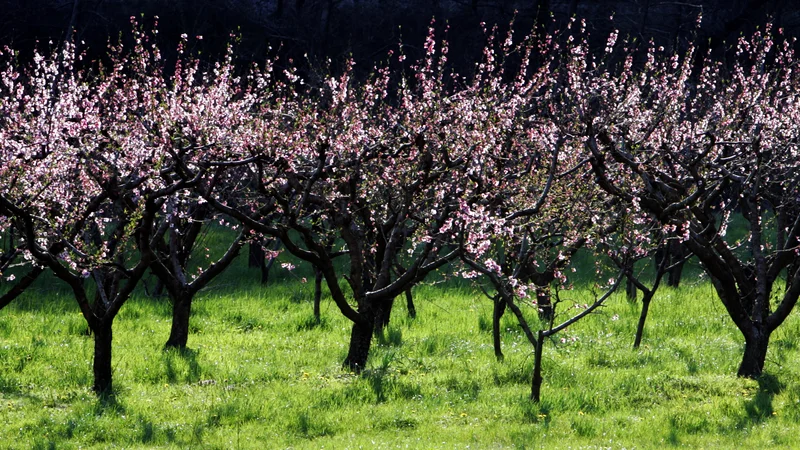 Fotografija: Na Agenciji RS za okolje opozarjajo, da bi mraz v tem tednu lahko prizadel nasade breskev, ki cvetijo po vsej državi, pa tudi zgodnejše sorte češenj in plodove marelic, ki jim je uspelo preživeti prvo pozebo. FOTO: Igor Modic/Delo