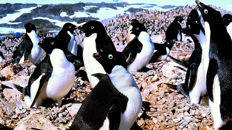 Fotografija: Rekordno visoke najnižje in najvišje temperature, ki so jih januarja izmerili na območju Velike Antarktike, bodo po napovedih znanstvenikov dolgoročno škodovale živalim, rastlinam in ekosistemom. FOTO: Roger Atwood/Reuters