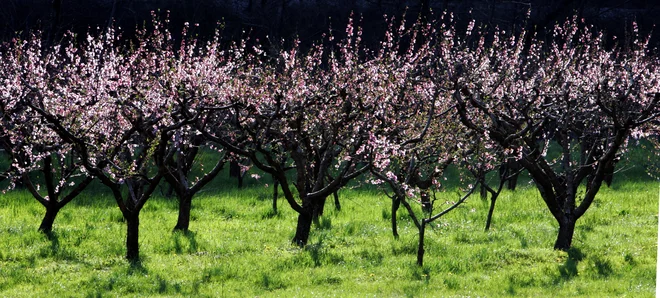 Breskovi nasadi so bili v današnji jutranji pozebi v Vipavski dolini med najbolj prizadetimi in v kmetijskih službah se bojijo, da je mraz pobral večino letošnjega pridelka. FOTO: Igor Modic/delo