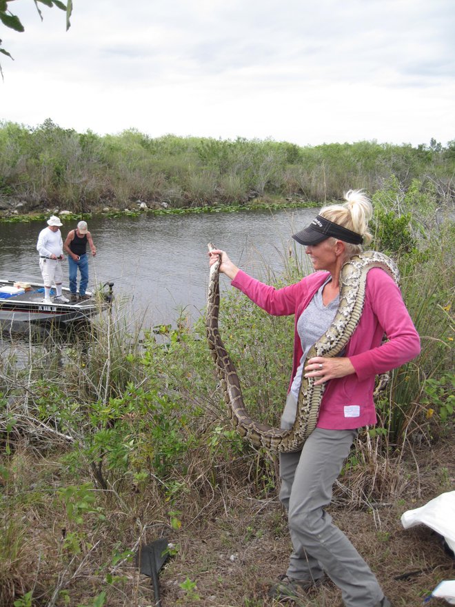 Amy Siewe je v manj kot letu dni, odkar se je iz Indiane preselila na Florido, da lahko uresničuje svoje kačje sanje, ujela že več kot štirideset burmancev. FOTO: Alen Steržaj