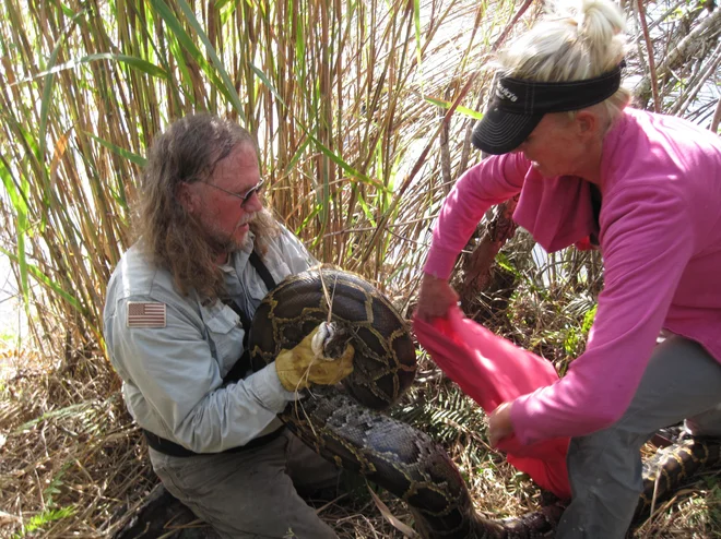 Ni jasno, koliko pitonov vijuga po Evergladesu (ocene se gibljejo od 30.000 do 300.000), in ni jasno, ali je problem sploh rešljiv. FOTO: Alen Steržaj