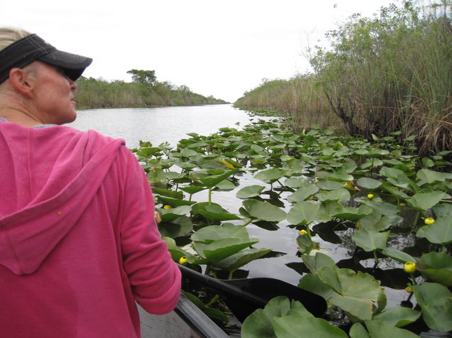 Everglades je naravna pokrajina v subtropskih mokriščih v južnem delu ameriške zvezne države Floride in zajema južno polovico velikega razvodja. FOTO: Alen Steržaj