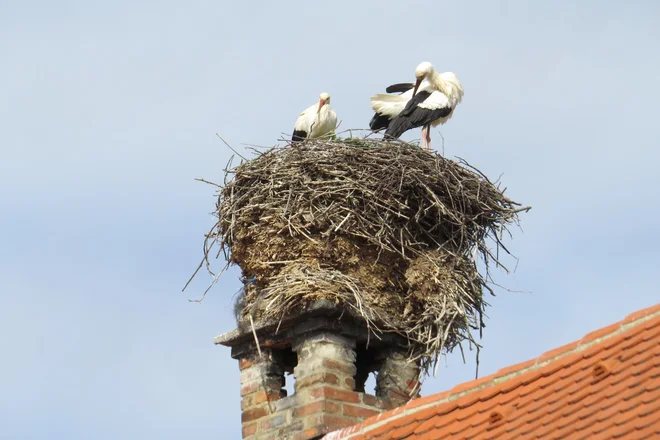 Samec in samica se običajno parita takoj, ko se samica vrne na gnezdo iz prezimovališč v Afriki. Samec prileti kakšen teden pred njo. FOTO: Dominik Bombek