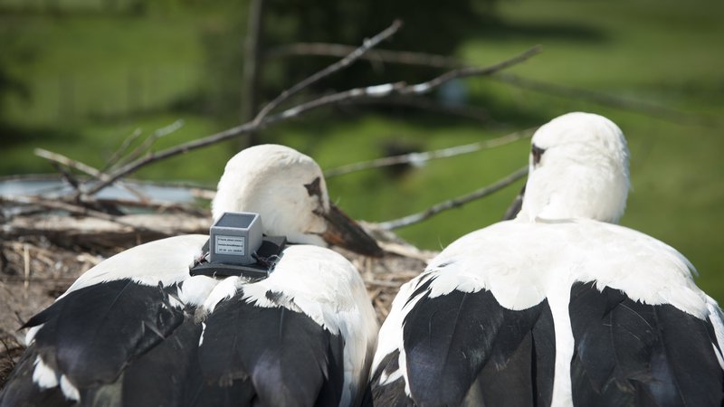 Fotografija: Mladiča Srečka in Belo so ornitologi lani opremili s telemetrijsko napravo za sledenje gibanju. FOTO: Dopps