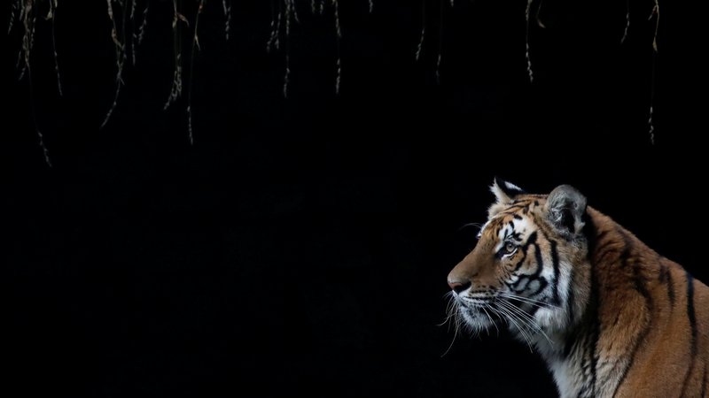 Fotografija: Netflixova dokumentarna serija ne govori o tigrih v ujetništvu, raje prikazuje njihove bizarne lastnike. FOTO: Reuters