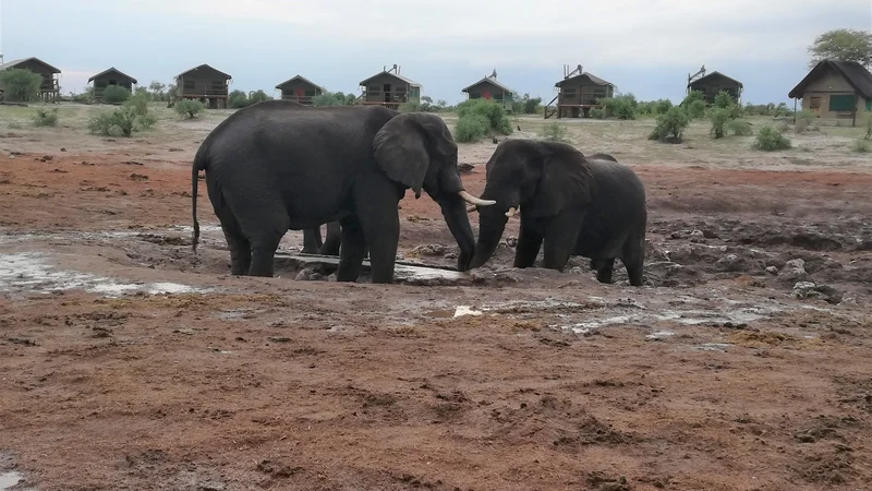 Fotografija: Elephant sands je v sušni dobi le skro­m­no napajališče, ki ga polnijo lastniki.