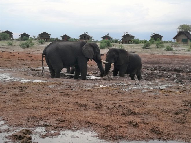 Elephant sands je v sušni dobi le skro­m­no napajališče, ki ga polnijo lastniki.