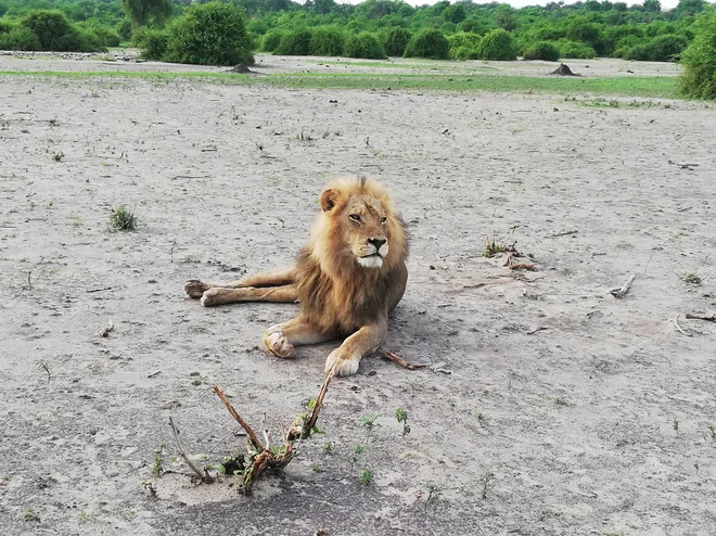 Pol dneva vožnje stran je v bližini meje med Bocvano, Namibijo, Zambijo in Zimbabvejem narodni park Čobe, ki ga varuje tale mačkon.