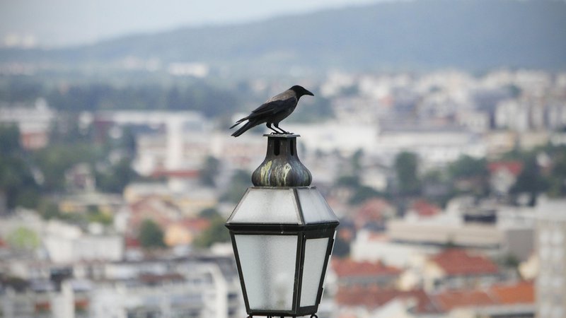 Fotografija: Siva vrana je pametna, velika in lepa ptica, ki pa zaradi specifičnega življenjskega sloga in neprijetnega glasu ni najbolj priljubljena. FOTO: Leon Vidic/Delo