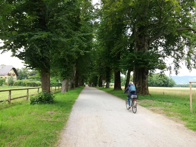 Kostanjev drevored, ki iz središča Salzburga vodi do Hellbrunna. FOTO: Helena Kocmur