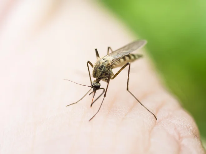 Kako točno lahko mikroplastika škoduje živalim in nam, še ni povsem znano, a dejstvo je, da so lahko delci strupeni, na njih lahko živijo tudi bakterije. FOTO:&nbsp;Getty Images/Istockphoto