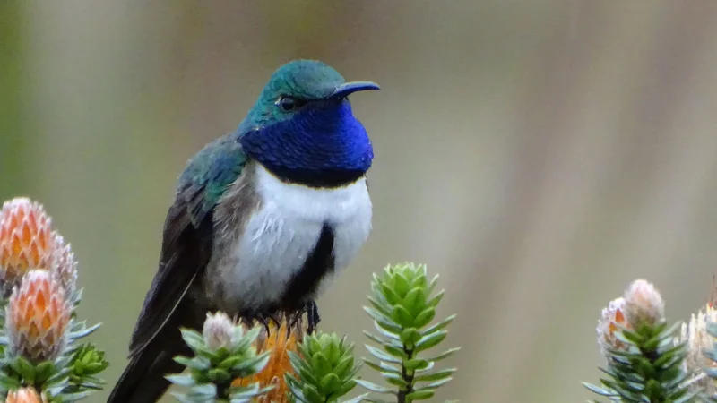 Fotografija: Oreotrochilus cyanolaemus je nova vrsta kolibrijev. 
FOTO: Francisco Sornoza/AFP