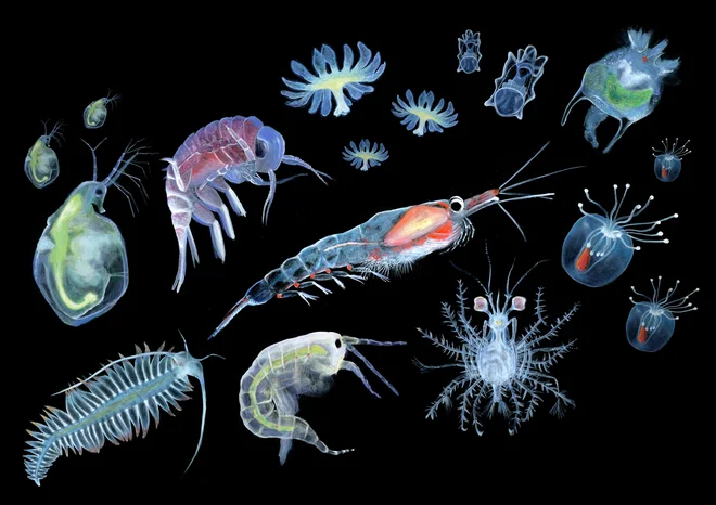 Plankton, Sanja Zamuda&nbsp;