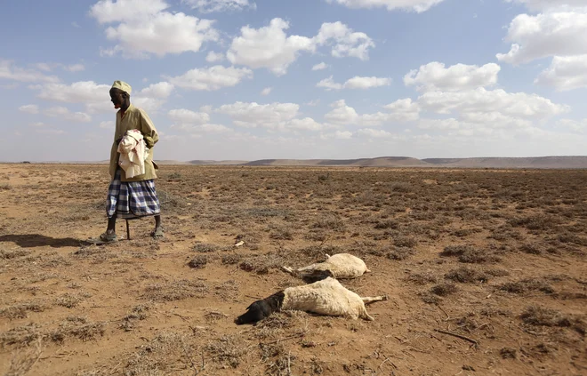 Napovedani El niño naj ne bi bil tako izrazit kot leta 2016. Na fotografiji moški hodi mimo trupel ovc, ki sta umrli zaradi suše kot posledice El niña leta 2016 v Somalilandu. FOTO: Reuters