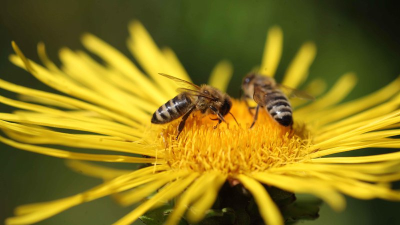 Fotografija: Strokovno besedišče čebelarstva je posebno po tem, da ima zelo malo prevzetih besed.FOTO: Mavric Pivk/delo
