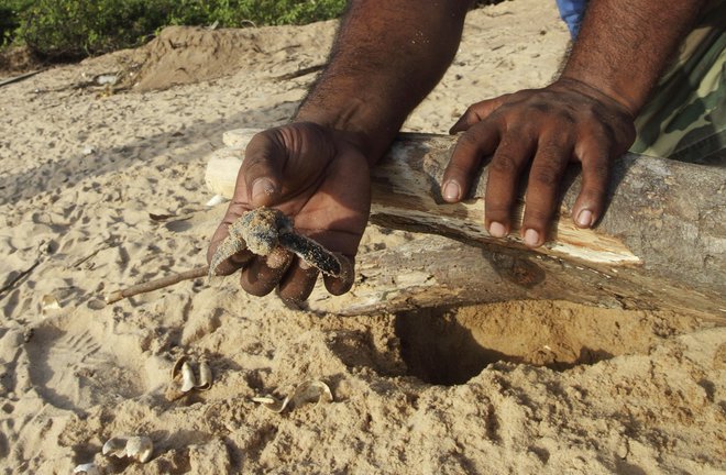Posebej ranljive za plastično onesnaženje so mlade želvice. FOTO: Ranu Abhelakh/Reuters