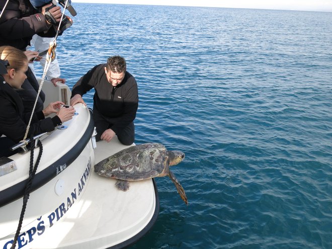 Tudi v slovenskem morju imamo želve in plastiko. FOTO: Boris Šuligoj/Delo