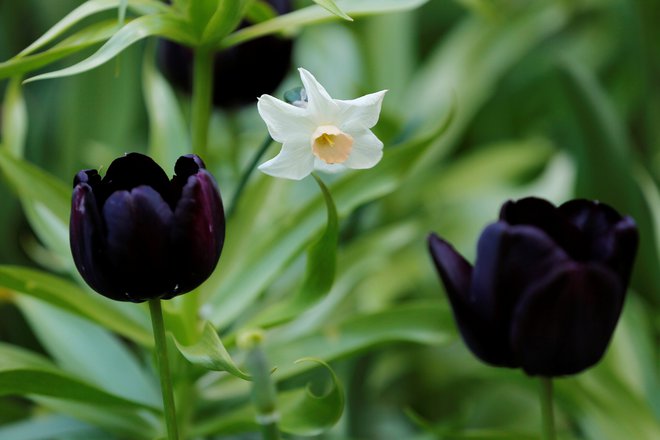 Znameniti črn tulipan. FOTO: Lucas Jackson/Reuters