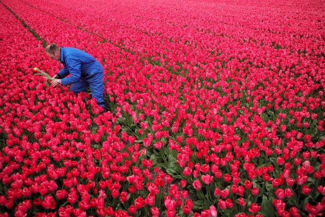 Nizozemci so iz vzreje in prodaje tulipanov naredili ekonomsko uspešnico. FOTO: Reuters
