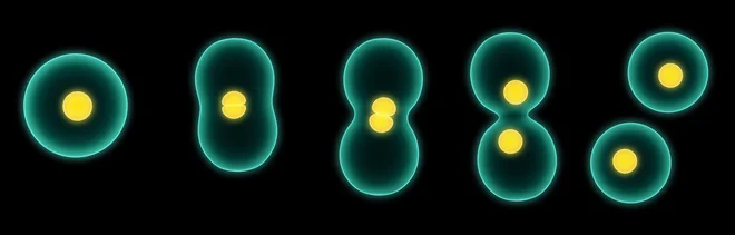 Običajne celice preživijo nekaj deset delitev. FOTO: Shutterstock