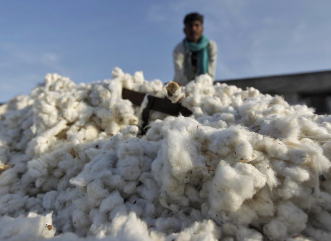 Zaradi propada pridelka gensko spremenjenega bombaža je pred leti veliko indijskih kmetov storilo samomor kar s pesticidi. FOTO: Reuters