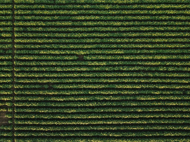 Razumevanje vezave dušika v stročnicah je pomembno za kmetijsko proizvodnjo in zmanjšanje odvisnosti od umetnih gnojil. Foto Shutterstock