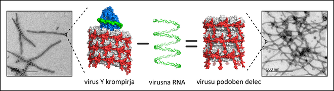 Sliki, posneti z elektronskim mikroskopom, prikazujeta krompirjev virus Y (levo) ter virusu podobne delce (desno). V središču sheme sta prikazana modela strukture virusa in virusu podobnega delca. Plaščni protein se v virusu sestavi okoli virusne RNK v ob
