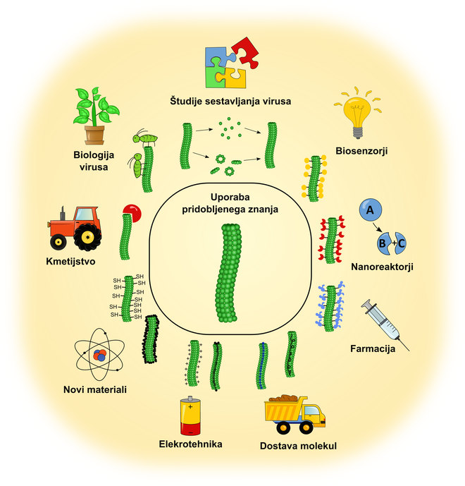 Novo znanje o strukturi krompirjevega virusa Y in virusu podobnega delca nam bo pomagalo pri nadaljnjih raziskavah mehanizma okužbe virusa ter uporabi teh delcev v nanotehnoloških aplikacijah kot so dostava molekul, priprava cepiv, biosenzorjev in nanorea