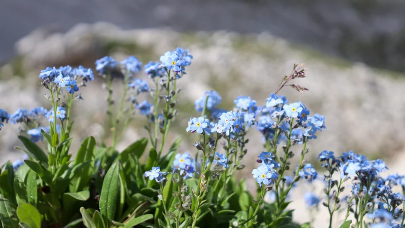 Fotografija: Spominčice. FOTO: Petra Tušek