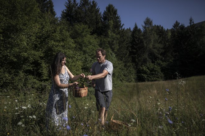 Na bližnjem travniku Klara in Gregor nabirata zdravilne rastline. FOTO: Voranc Vogel
