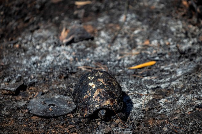 Požar je izbruhnil ob 3. uri po lokalnem času ob cesti. FOTO: Angelos Tzortzinis/AFP